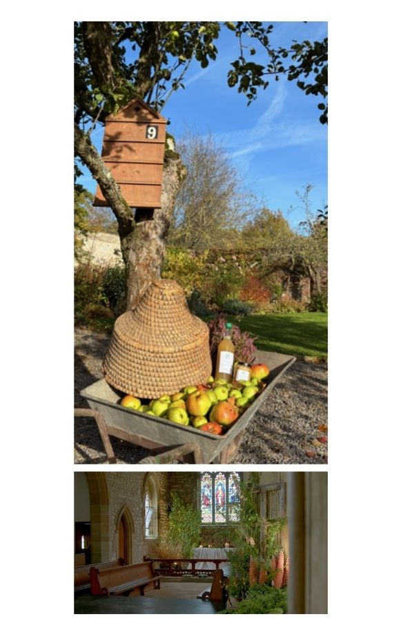 two image. One of an apple tree and wheel barrow full of apples and another of the inside of a church